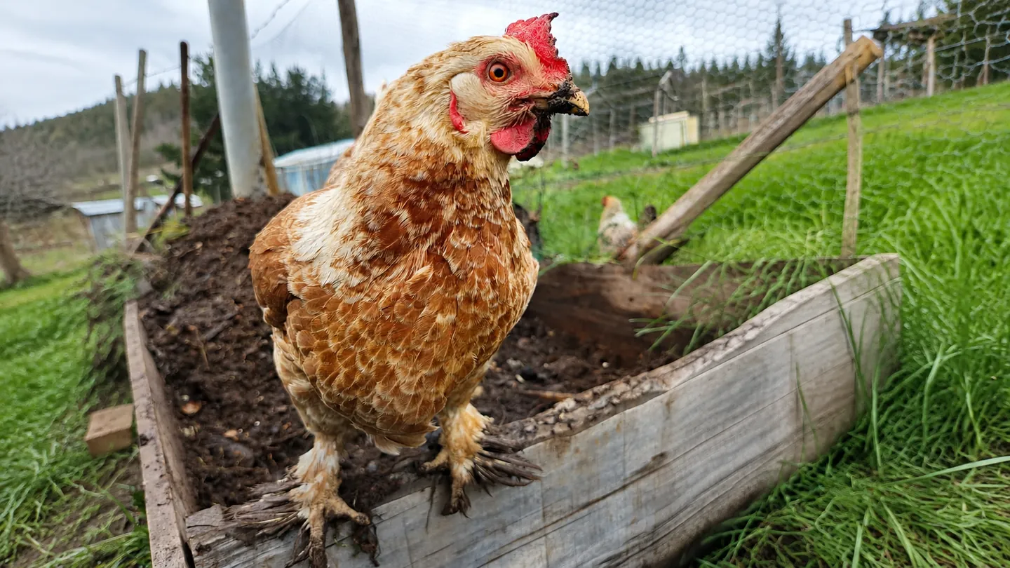 Gallina de plumaje café y blanco caminando entre los cultivos del territorio