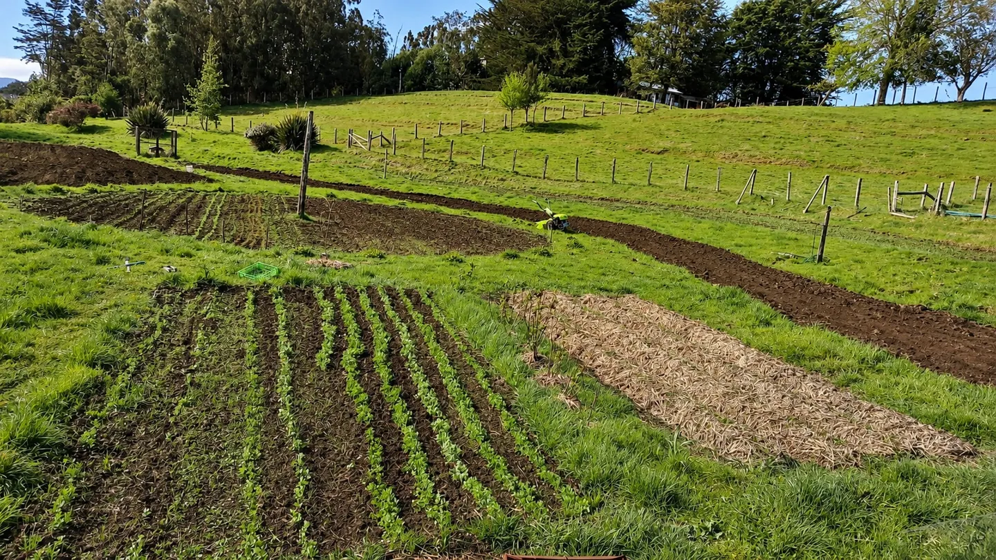 Hileras de cultivos y camas de siembra distribuidas sobre una ladera verde