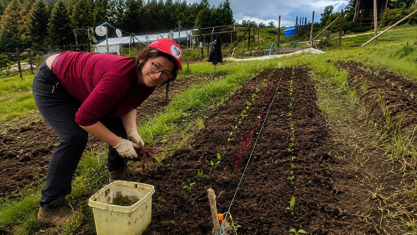 Viviana trabaja con guantes entre las hileras de hortalizas de la huerta