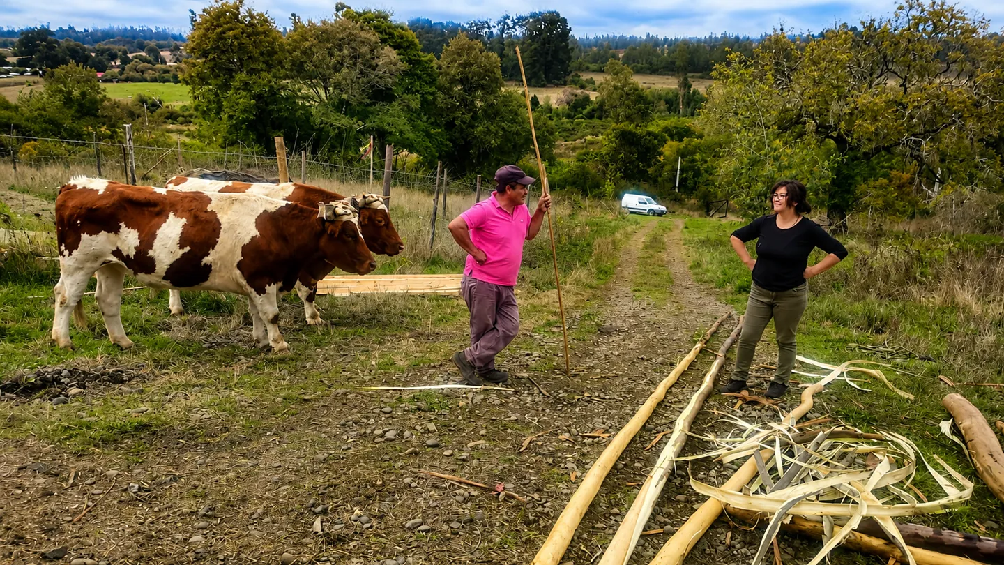Viviana conversa con un hombre en un camino rural junto a dos vacas y madera recién trabajada