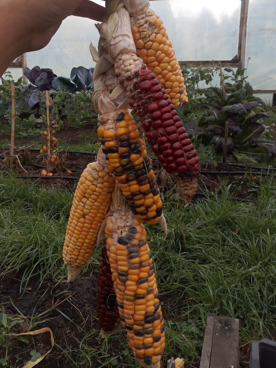 Mazorca con semillas de distintos colores cultivada en la huerta